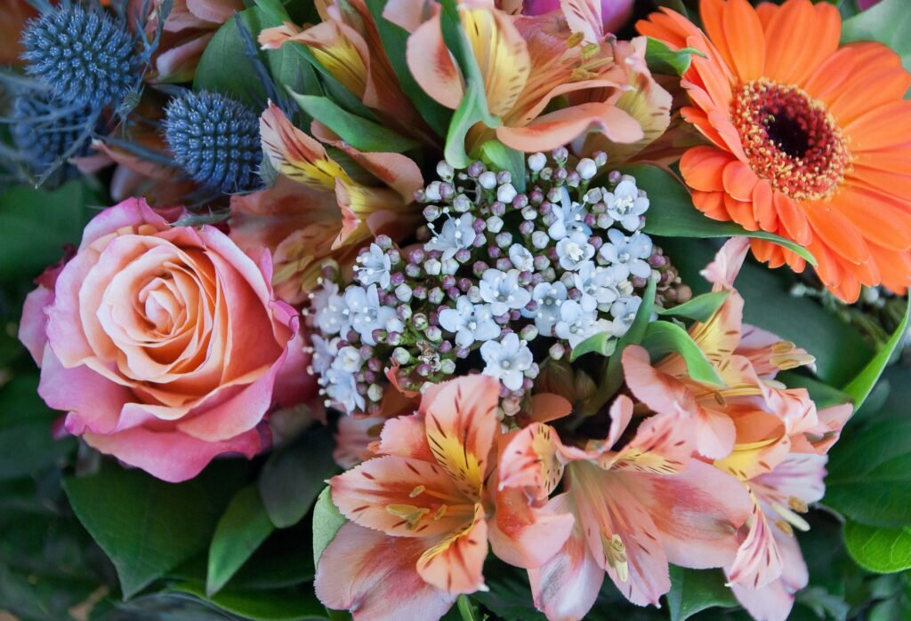 jackmac34 flowers 3149495